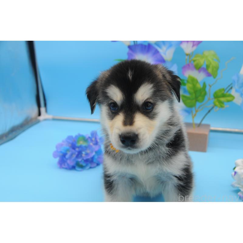 販売中の岡山県のミックス犬-399874の3枚目